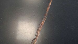 flaviker supreme evo 